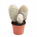 buy Peruvian Old Lady Cactus - Espostoa melanostele live cactus 4 inch online, dense white woolly hair covering, upright columnar form, golden hidden spines, slow growing drought tolerant, striking architectural accent for bright sunny windowsill, unique collector gift for cactus enthusiasts