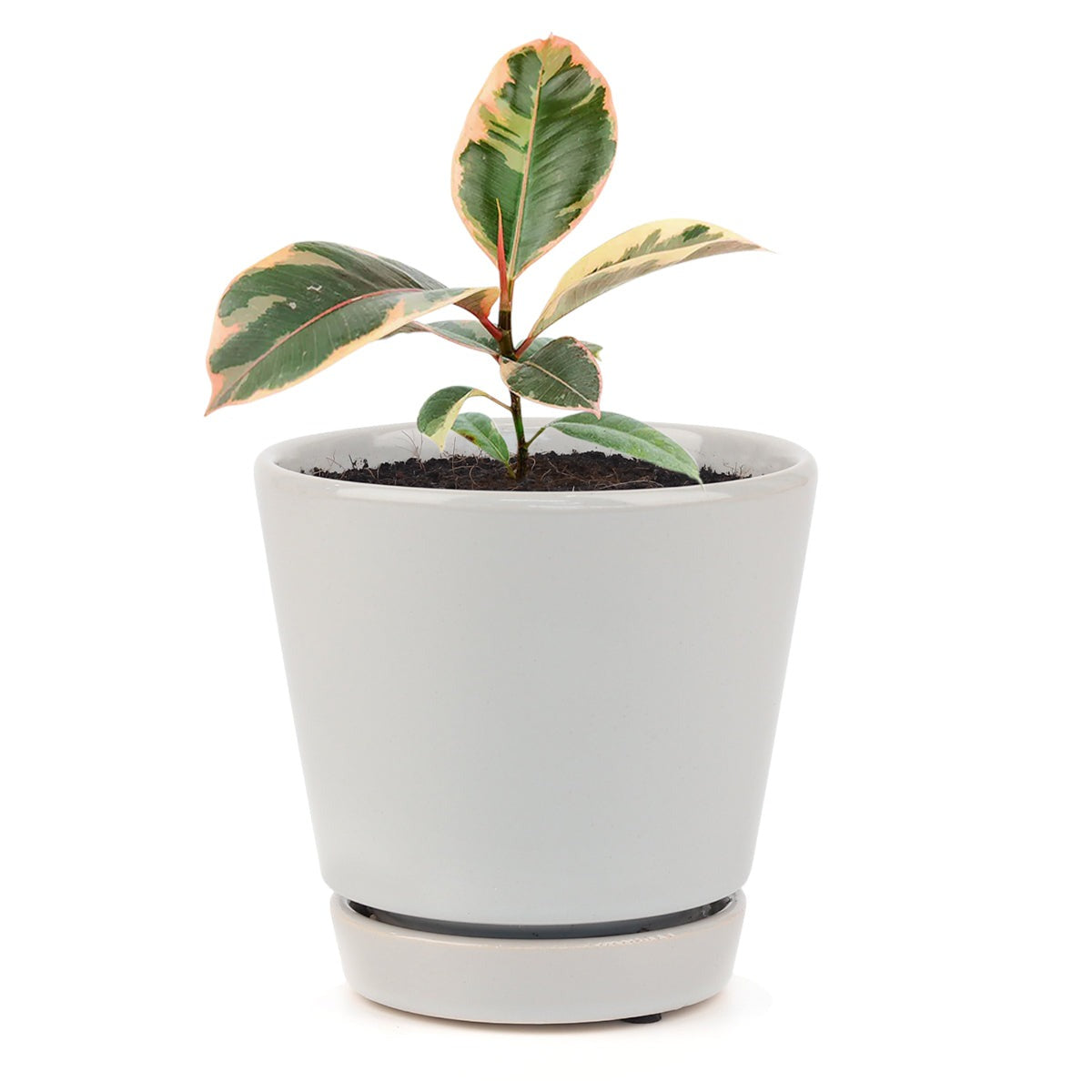 buy ficus elastica 'ruby pink' 4 inch live houseplant medium size online, multicolor variegated rubber plant with pink cream and green tones, upright single-stem growth with large paddle-shaped leaves, glossy leathery leaf surface catches light beautifully, slow-growing long-lived indoor tree, chic floor plant for contemporary interiors, meaningful gift for plant-loving friends