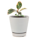 medium ficus elastica 'ruby pink' 4 inch live houseplant for sale, stunning tricolor variegated rubber plant leaves in pink white and green, upright architectural growth habit in a compact 4 inch pot, rich leathery oval leaves with high-gloss sheen, warm-weather tropical species thriving in indoor bright light, bold and colorful decorative accent for shelves or plant stands, inspired gift choice for houseplant enthusiasts