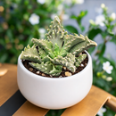 Faucaria tuberculosa