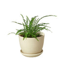 6" pot fern lemon button live houseplant for sale, rich cascading golden-green fronds in a white cylinder pot, soft round leaflets arranged along dark graceful stems, naturally humidifying and air purifying tropical fern, perfectly sized for tabletops terrariums or hanging displays, a stunning and pet-safe gift for any plant enthusiast