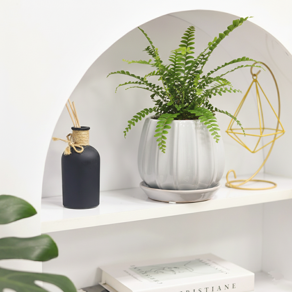 buy fern lemon button live houseplant 3" pot online, compact golden-green arching fronds, small round button-like leaflets, bushy tropical growth form, lemony scent when touched, easy care beginner fern, charming addition to a boho shelf display, makes a thoughtful gift for plant lovers