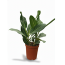 Ficus Audrey, Fiddle Leaf Fig, air-purifying houseplant, medium to bright light houseplant, houseplants for homes and offices, buy Ficus Audrey online, where to buy Ficus Audrey