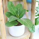 Ficus Audrey, Fiddle Leaf Fig, air-purifying houseplant, medium to bright light houseplant, houseplants for homes and offices, buy Ficus Audrey online, where to buy Ficus Audrey