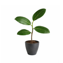 Ficus Audrey, Fiddle Leaf Fig, air-purifying houseplant, medium to bright light houseplant, houseplants for homes and offices, buy Ficus Audrey online, where to buy Ficus Audrey