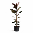 Ficus Decora Burgundy, Ficus Decora, Rubber plant, Rubber tree, burgundy houseplant, burgundy rubber tree, ficus burgundy, rubber plant care, Ficus Decora Burgundy care, Ficus Decora Burgundy near me