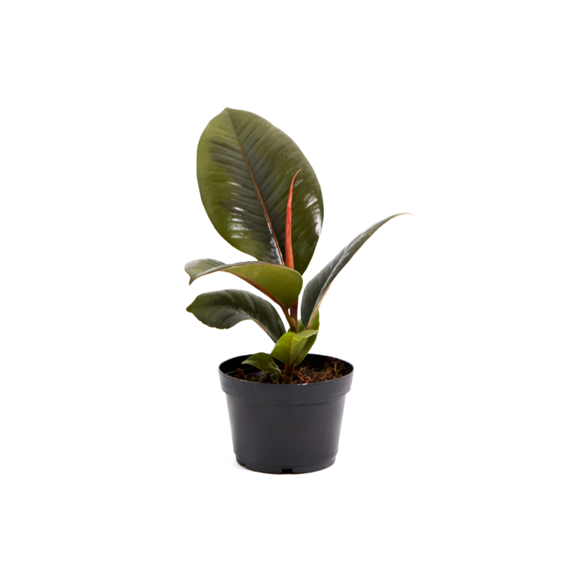 buy ficus elastica 'burgundy' - burgundy rubber plant live houseplant 6" pot online, lush full plant with large shiny burgundy leaves and a distinctive reddish central midrib, tolerates moderate light with leaf color holding best in bright indirect conditions, easy care tropical suited to living rooms bedrooms and