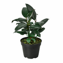 Ficus Decora Burgundy, Ficus Decora, Rubber plant, Rubber tree, burgundy houseplant, burgundy rubber tree, ficus burgundy, rubber plant care, Ficus Decora Burgundy care, Ficus Decora Burgundy near me
