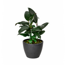 Ficus Decora Burgundy, Ficus Decora, Rubber plant, Rubber tree, burgundy houseplant, burgundy rubber tree, ficus burgundy, rubber plant care, Ficus Decora Burgundy care, Ficus Decora Burgundy near me