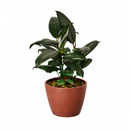 Ficus Decora Burgundy, Ficus Decora, Rubber plant, Rubber tree, burgundy houseplant, burgundy rubber tree, ficus burgundy, rubber plant care, Ficus Decora Burgundy care, Ficus Decora Burgundy near me