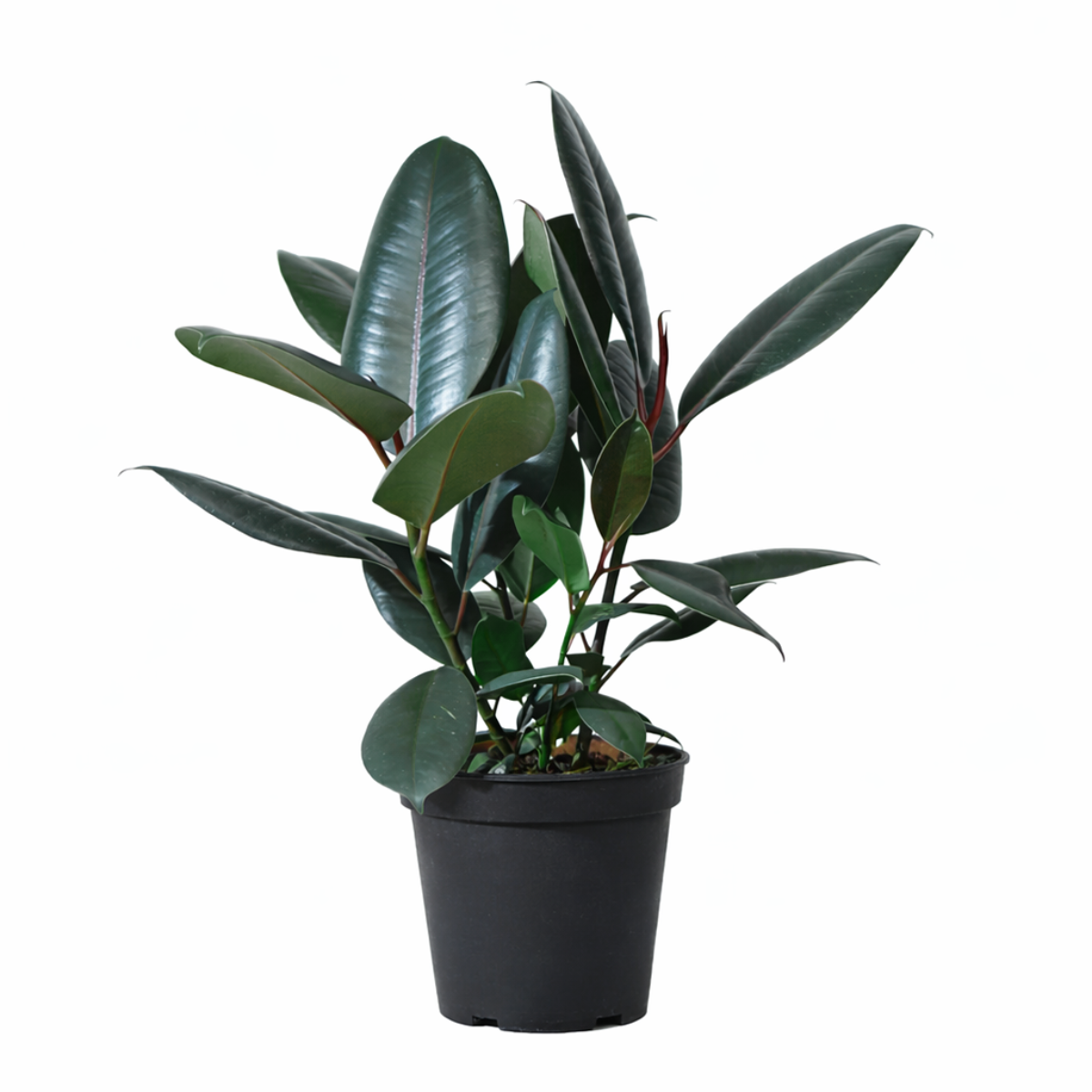Ficus Decora Burgundy, Ficus Decora, Rubber plant, Rubber tree, burgundy houseplant, burgundy rubber tree, ficus burgundy, rubber plant care, Ficus Decora Burgundy care, Ficus Decora Burgundy near me