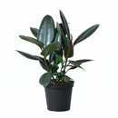 Ficus Decora Burgundy, Ficus Decora, Rubber plant, Rubber tree, burgundy houseplant, burgundy rubber tree, ficus burgundy, rubber plant care, Ficus Decora Burgundy care, Ficus Decora Burgundy near me