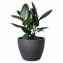 Ficus Decora Burgundy, Ficus Decora, Rubber plant, Rubber tree, burgundy houseplant, burgundy rubber tree, ficus burgundy, rubber plant care, Ficus Decora Burgundy care, Ficus Decora Burgundy near me