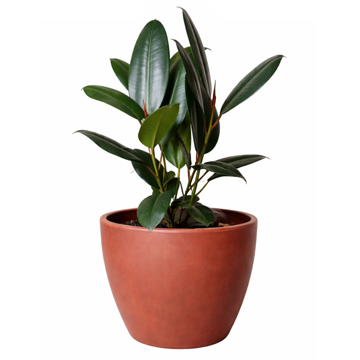 Ficus Decora Burgundy, Ficus Decora, Rubber plant, Rubber tree, burgundy houseplant, burgundy rubber tree, ficus burgundy, rubber plant care, Ficus Decora Burgundy care, Ficus Decora Burgundy near me