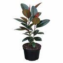 Ficus Decora Burgundy, Ficus Decora, Rubber plant, Rubber tree, burgundy houseplant, burgundy rubber tree, ficus burgundy, rubber plant care, Ficus Decora Burgundy care, Ficus Decora Burgundy near me