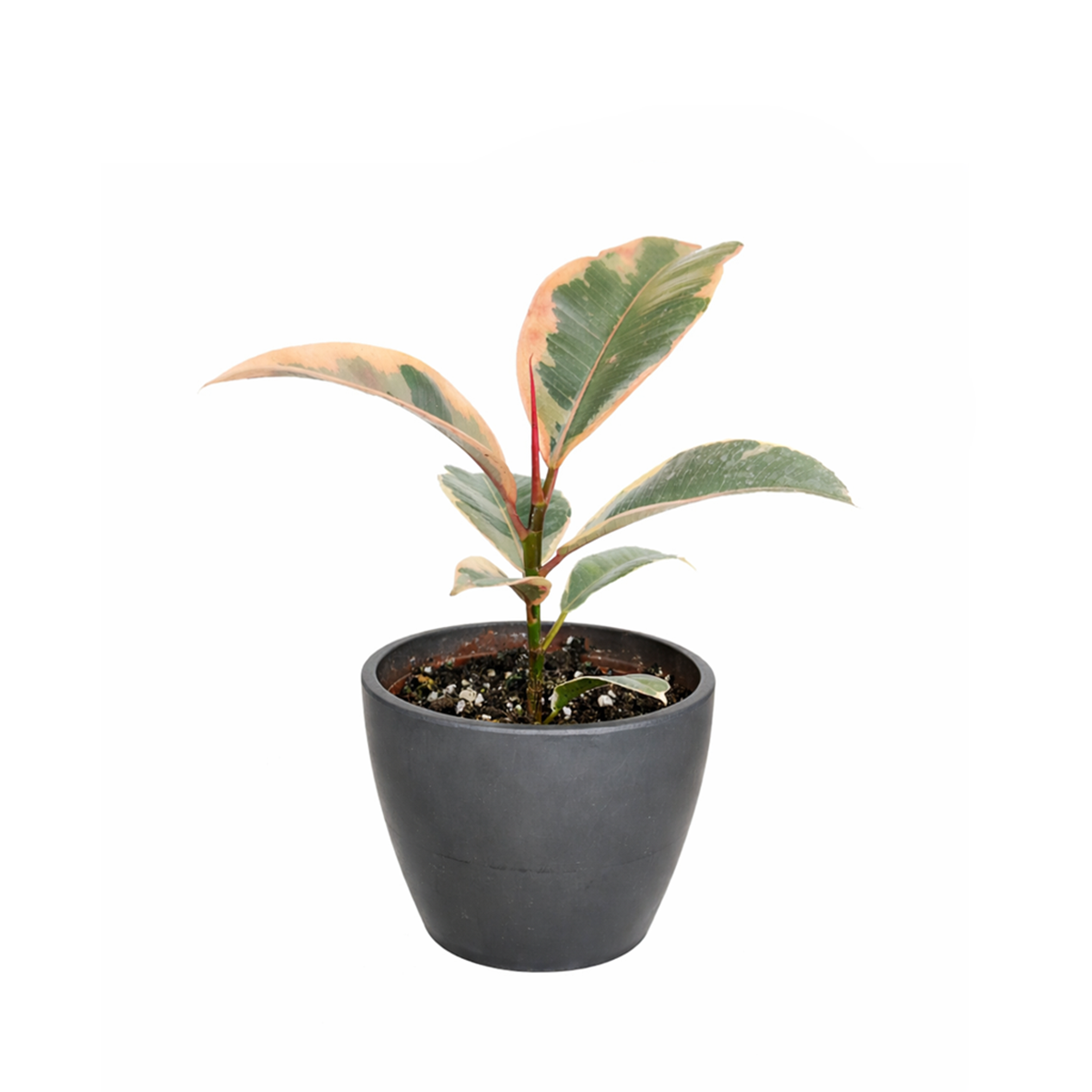 buy ficus elastica 'ruby pink' 4 inch live houseplant medium size online, rare pink-variegated rubber tree with cream and green leaf markings, thick glossy foliage on sturdy upright stems, vibrant tropical color that intensifies in bright indirect light, formaldehyde-filtering air-purifying houseplant, statement floor plant for reading nooks or living spaces, coveted gift for indoor garden lovers