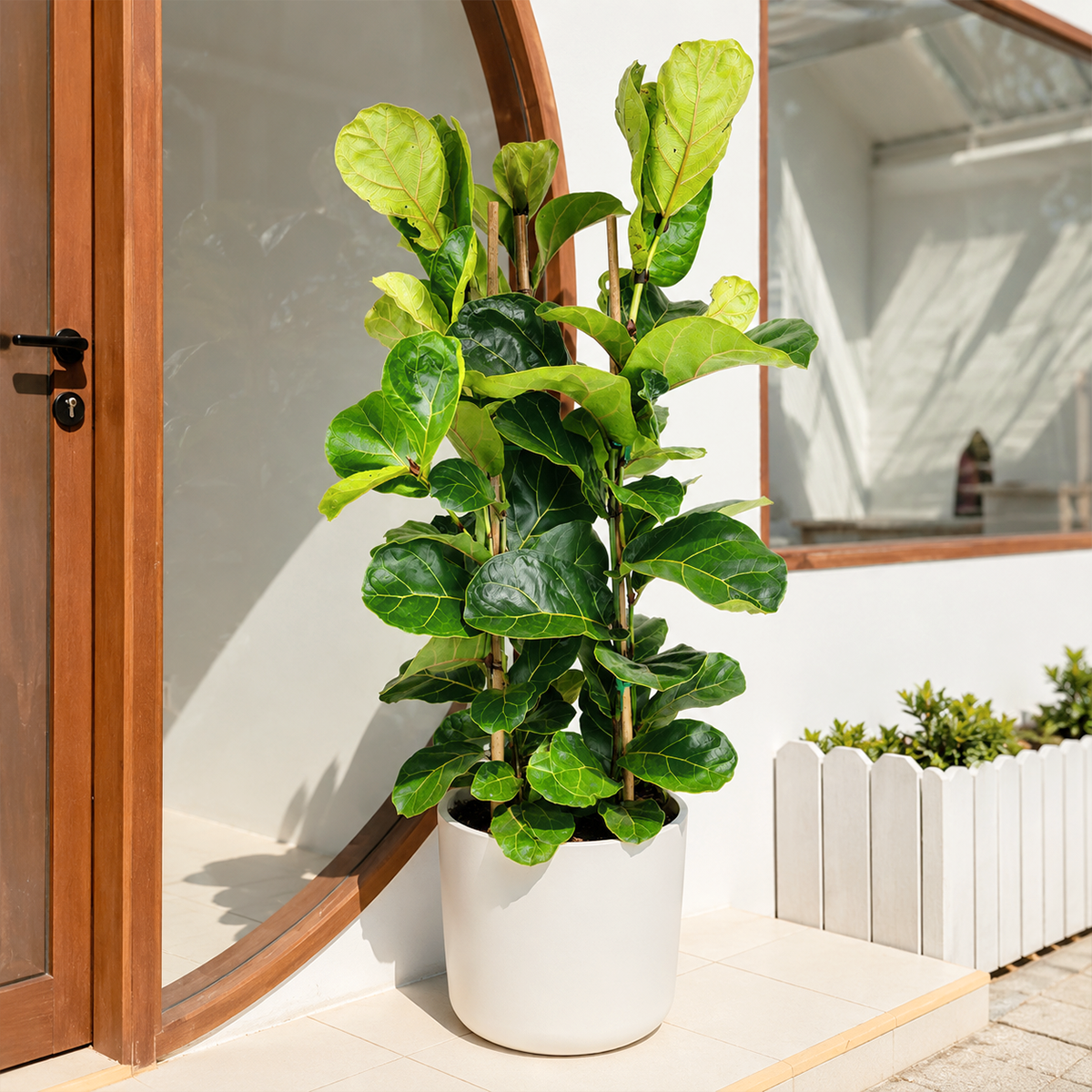 buy 2 inch / 4 inch Ficus Lyrata 'Fiddle Leaf Fig' online, 6 inch / 8 inch Ficus Lyrata 'Fiddle Leaf Fig' for sale, decorative potted fiddle leaf fig, lush tropical greenery accent, statement houseplant for home and office, premium indoor foliage plant, tropical plant for bright indirect light