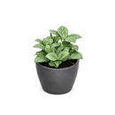 4" pot Fittonia 'White Nerve Plant' live houseplant for sale, vibrant low-growing tropical perennial with soft oval deep green leaves elegantly traced with white veins, moisture-loving and shade-adapted species, wilts when thirsty as a helpful watering cue, ideal for terrariums bathrooms or humid shelves, adds lush bohemian tropical flair to any indoor plant collection, a perfect gift for plant enthusiasts of all levels