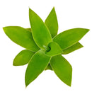 2 inch foxtail agave live succulent for sale, dense rosette of flexible gray-green fleshy leaves without spines, upright rosette growth form with trunk-like stem, exceptionally drought tolerant and beginner friendly