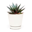 buy gasteria flow spiky aloe live succulent 4" pot online, sturdy rosette with toothed spiky leaf edges and white dot patterning, dark green foliage with architectural appeal, offset-producing clumping habit, drought tolerant and pet friendly, beautiful nature-inspired indoor decor piece, ideal succulent gift for beginners or collectors