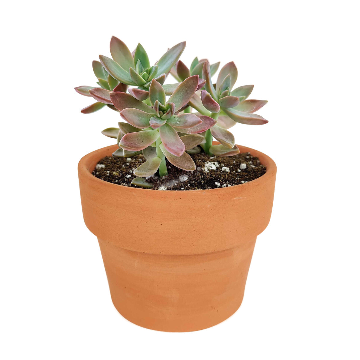 buy graptosedum california sunset live succulent 2 inch online, fleshy lanceolate leaves blushing from green to deep coral orange, fast growing rosette succulent with seasonal white star flowers, resilient and adaptable for indoor or outdoor use, styled in a bamboo pot as a naturally chic decor piece, perfect gift for beginners and seasoned succulent collectors alike
