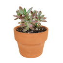 Buy 2" Graptosedum California Sunset online. This vibrant succulent forms compact rosettes with fleshy leaves that transition from soft green to warm shades of orange, pink, and red in bright light. It thrives in bright, indirect light with well-draining soil and occasional watering. A beautiful choice for succulent collections, colorful arrangements, or sunny windowsills.