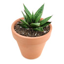 buy gasteria flow spiky aloe live succulent 4" pot online, sturdy rosette with toothed spiky leaf edges and white dot patterning, dark green foliage with architectural appeal, offset-producing clumping habit, drought tolerant and pet friendly, beautiful nature-inspired indoor decor piece, ideal succulent gift for beginners or collectors