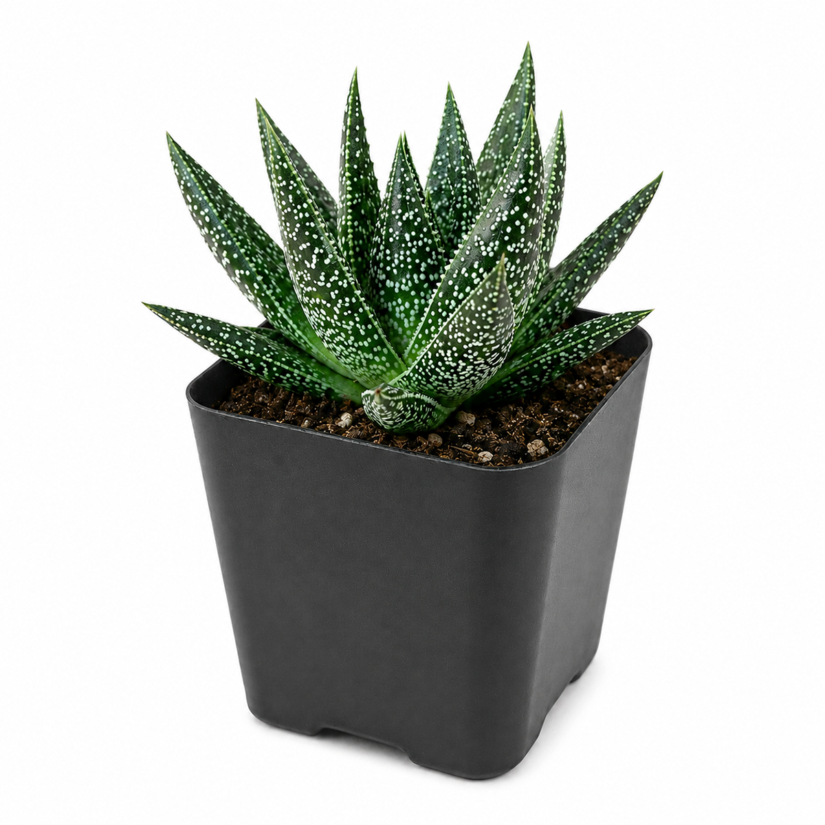 buy gasteria flow spiky aloe live succulent 2 inch online, triangular green aloe-type leaves with white bumps, neat rosette form, pet-safe non-toxic succulent, drought tolerant slow grower, stylish windowsill or desk decor, memorable plant gift for any occasion in white modern pot