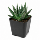 buy gasteria flow spiky aloe live succulent 4" pot online, sturdy rosette with toothed spiky leaf edges and white dot patterning, dark green foliage with architectural appeal, offset-producing clumping habit, drought tolerant and pet friendly, beautiful nature-inspired indoor decor piece, ideal succulent gift for beginners or collectors