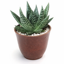buy gasteria flow spiky aloe live succulent 4" pot online, sturdy rosette with toothed spiky leaf edges and white dot patterning, dark green foliage with architectural appeal, offset-producing clumping habit, drought tolerant and pet friendly, beautiful nature-inspired indoor decor piece, ideal succulent gift for beginners or collectors