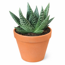 buy gasteria flow spiky aloe live succulent 4" pot online, sturdy rosette with toothed spiky leaf edges and white dot patterning, dark green foliage with architectural appeal, offset-producing clumping habit, drought tolerant and pet friendly, beautiful nature-inspired indoor decor piece, ideal succulent gift for beginners or collectors