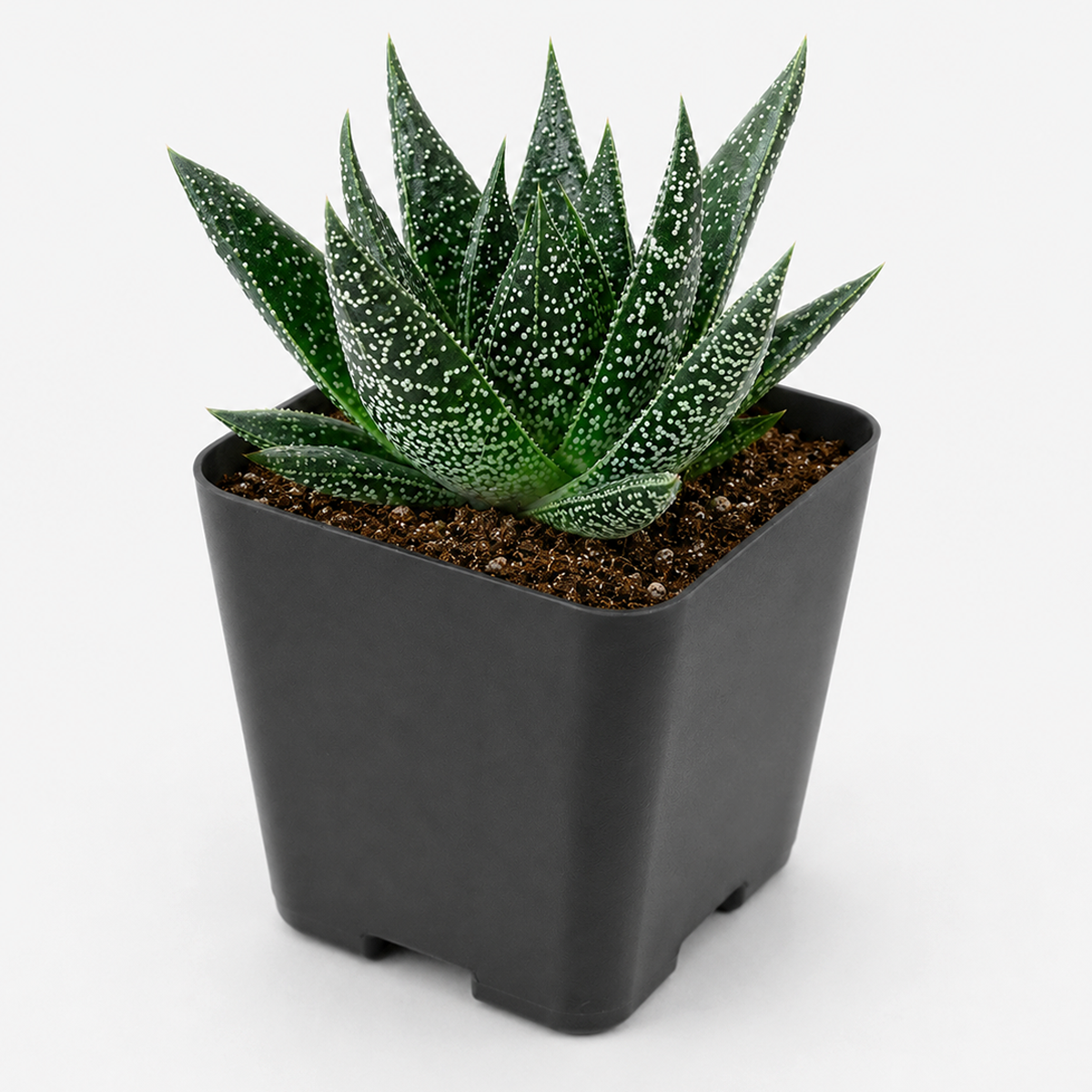 2 inch gasteria flow spiky aloe live succulent for sale, sturdy forest green leaves with scattered white bumps, compact rosette silhouette, easy care drought tolerant hybrid, bright indirect light grower, natural desk or windowsill accent, charming gift for any occasion in bamboo pot