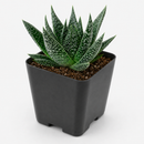 buy gasteria flow spiky aloe live succulent 4" pot online, sturdy rosette with toothed spiky leaf edges and white dot patterning, dark green foliage with architectural appeal, offset-producing clumping habit, drought tolerant and pet friendly, beautiful nature-inspired indoor decor piece, ideal succulent gift for beginners or collectors