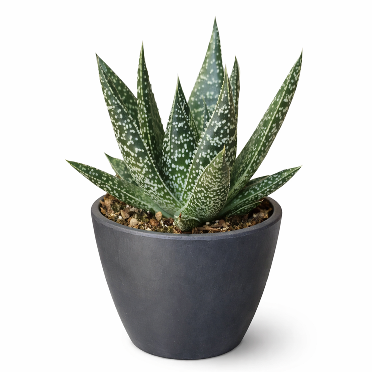 buy gasteria flow spiky aloe live succulent 4" pot online, sturdy rosette with toothed spiky leaf edges and white dot patterning, dark green foliage with architectural appeal, offset-producing clumping habit, drought tolerant and pet friendly, beautiful nature-inspired indoor decor piece, ideal succulent gift for beginners or collectors