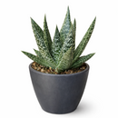 buy gasteria flow spiky aloe live succulent 4" pot online, sturdy rosette with toothed spiky leaf edges and white dot patterning, dark green foliage with architectural appeal, offset-producing clumping habit, drought tolerant and pet friendly, beautiful nature-inspired indoor decor piece, ideal succulent gift for beginners or collectors