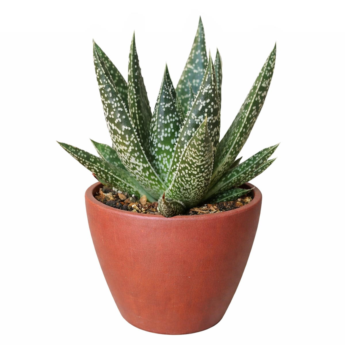 4" pot gasteria flow spiky aloe live succulent for sale, compact dark green rosette with white spotted triangular toothed leaves, gasteraloe hybrid with striking spiky form, slow growing and drought tolerant, thrives in bright indirect light with minimal care, stylish statement plant for any room, perfect gift for succulent lovers of all levels