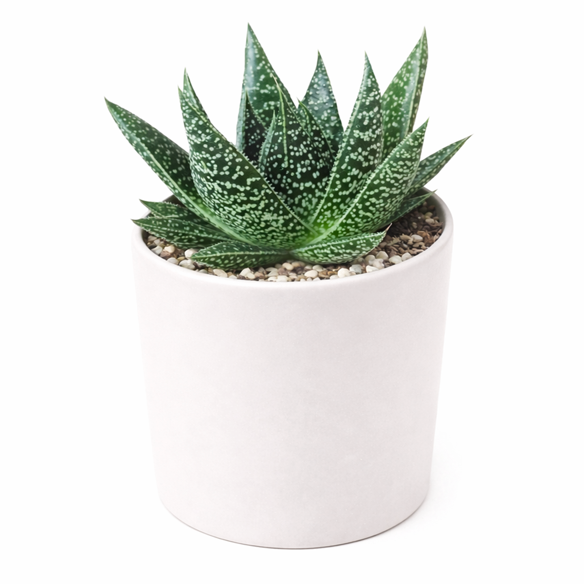 buy gasteria flow spiky aloe live succulent 2 inch online, triangular green aloe-type leaves with white bumps, neat rosette form, pet-safe non-toxic succulent, drought tolerant slow grower, stylish windowsill or desk decor, memorable plant gift for any occasion in white modern pot
