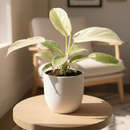 buy Philodendron 'Florida Ghost' live houseplant 2" pot online, juvenile white and pale mint leaves contrasting with mature dark green foliage, deeply lobed glossy leaves, climbing vine with aerial roots, moderate-care rare hybrid aroid, bold architectural plant for indoor tropical displays, one-of-a-kind housewarming gift