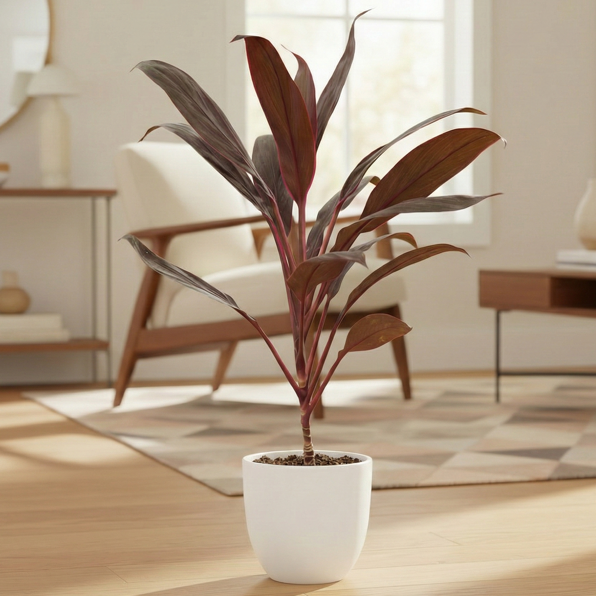 Cordyline 'Calypso Queen'