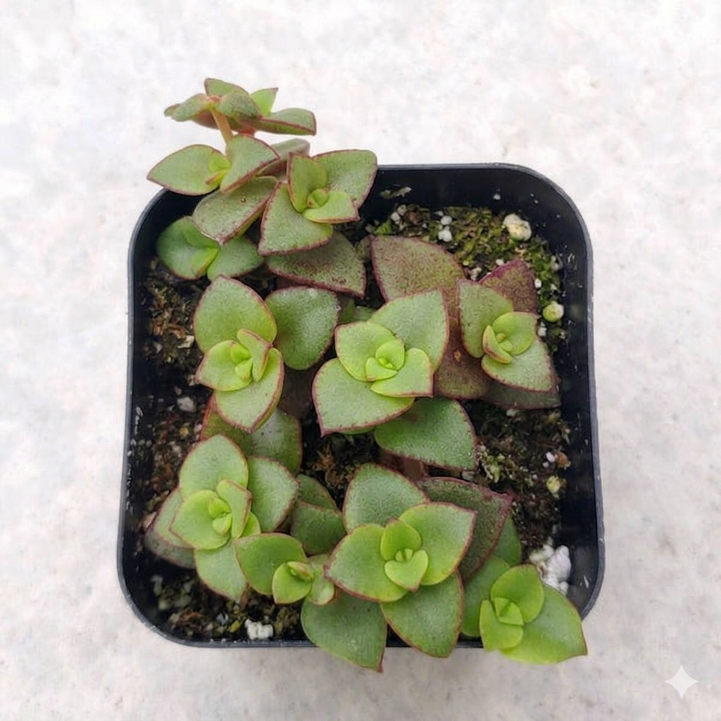 4 inch calico kitten crassula - crassula pellucida f. variegata live succulent for sale, vivid calico-patterned heart-shaped leaves in pink cream and green, cascading trailing growth that spills beautifully over pot edges, color deepens to purple and fuchsia under bright light stress, drought tolerant and low maintenance for busy plant parents, stunning conversation piece for a sunlit desk or bookshelf, makes an ideal housewarming or birthday gift