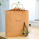 Tillandsia Ionantha Fuego Air Plant Decor Ideas, Unique Air Plant as Gift