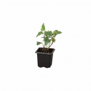6" pot glacier english ivy live air plant for sale, lush silvery variegated foliage with crisp white leaf margins, vigorous trailing habit ideal for hanging baskets or trellises, well-established root system in nursery pot, air purifying and low maintenance, striking living wall accent piece, exceptional gift for plant collectors