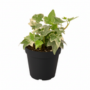 6" pot glacier english ivy live air plant for sale, lush silvery variegated foliage with crisp white leaf margins, vigorous trailing habit ideal for hanging baskets or trellises, well-established root system in nursery pot, air purifying and low maintenance, striking living wall accent piece, exceptional gift for plant collectors