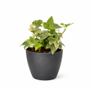 6" pot glacier english ivy live air plant for sale, lush silvery variegated foliage with crisp white leaf margins, vigorous trailing habit ideal for hanging baskets or trellises, well-established root system in nursery pot, air purifying and low maintenance, striking living wall accent piece, exceptional gift for plant collectors