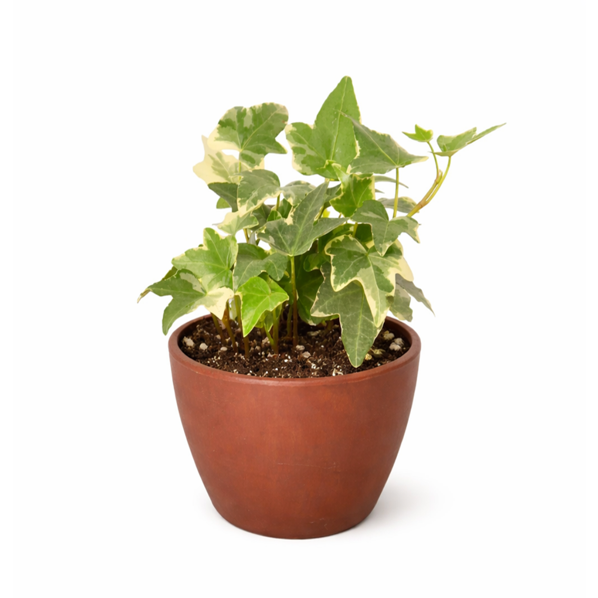 buy glacier english ivy live air plant 6" pot online, bold green and white variegated trailing foliage, fast-spreading evergreen vine in white cylinder pot, thrives in bright indirect light, easy to propagate from stem cuttings, elegant classical decor addition, impressive housewarming gift
