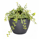 6" pot glacier english ivy live air plant for sale, lush silvery variegated foliage with crisp white leaf margins, vigorous trailing habit ideal for hanging baskets or trellises, well-established root system in nursery pot, air purifying and low maintenance, striking living wall accent piece, exceptional gift for plant collectors