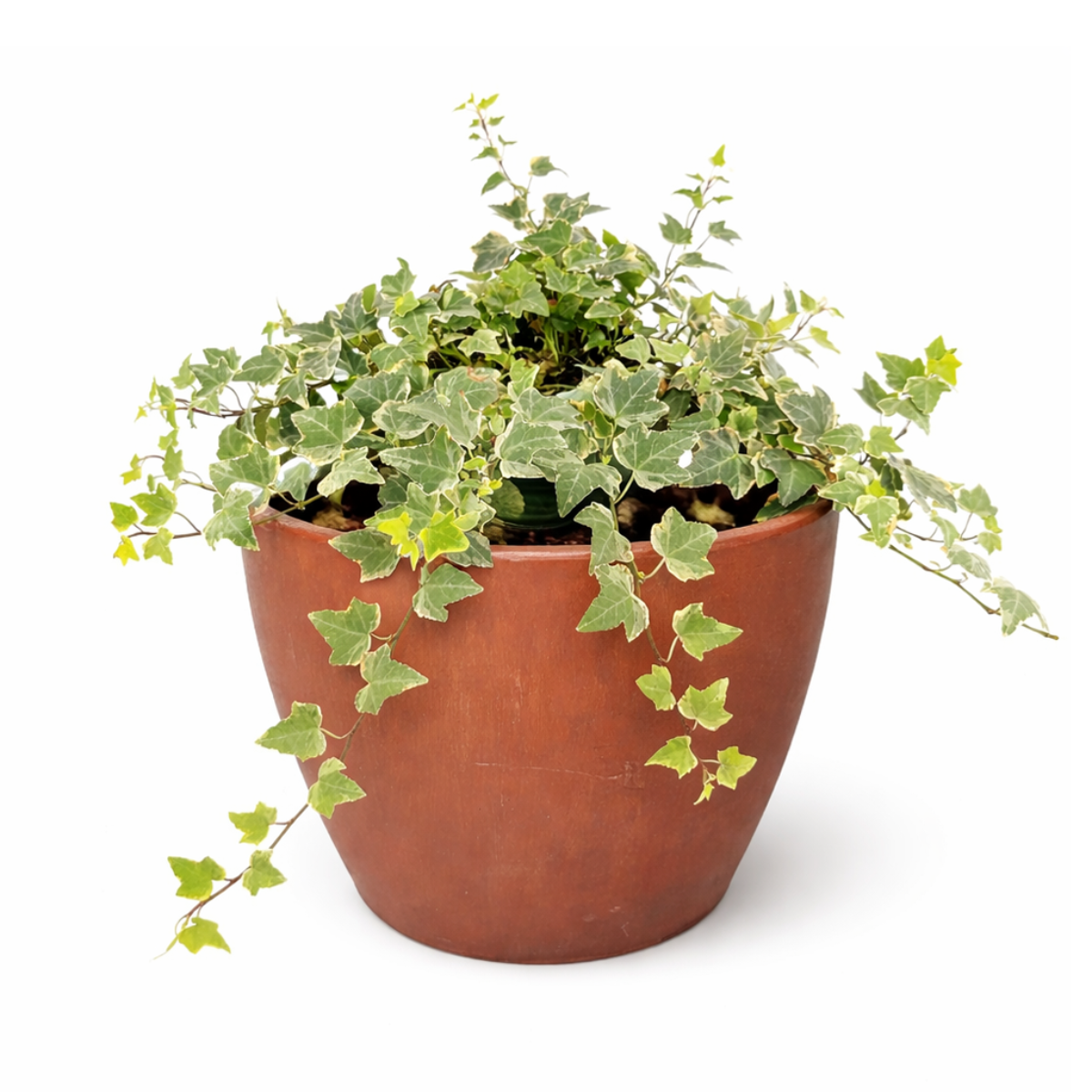 6" pot glacier english ivy live air plant for sale, lush silvery variegated foliage with crisp white leaf margins, vigorous trailing habit ideal for hanging baskets or trellises, well-established root system in nursery pot, air purifying and low maintenance, striking living wall accent piece, exceptional gift for plant collectors