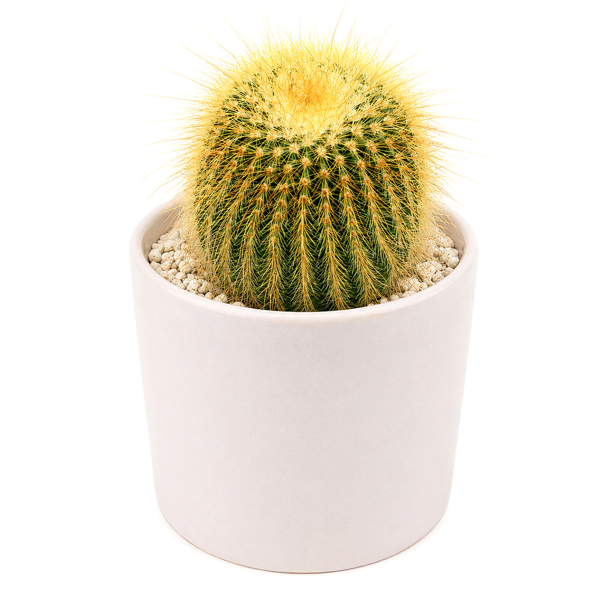 Buy 4" Golden Ball Cactus (Parodia leninghausii) Bare Root online. This eye-catching cactus develops a dense covering of golden spines that beautifully contrast with its rich green stem as it matures. It prefers bright light, excellent drainage, and light watering after the soil has dried completely. Shipped bare root, making it perfect for custom pots or collector displays.