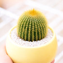 Buy 4" Golden Ball Cactus (Parodia leninghausii) Bare Root online. This striking cactus features a tall cylindrical shape covered in dense golden spines that create a soft, glowing appearance. It thrives in bright, indirect light with well-draining soil and occasional watering. Shipped bare root, it's an excellent choice for collectors, sunny windowsills, or modern cactus displays.