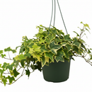 3" pot golden english ivy live plant for sale, lush variegated lobed leaves with butter-gold to bright gold margins, trailing vine growth perfect for hanging baskets or elevated planters, evergreen all-season color, moderate humidity care needs, a beautiful addition to any boho or cottage-style interior, makes a heartfelt and lasting gift